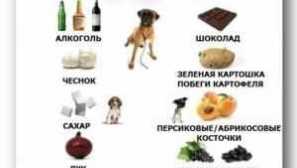 Koľko krmiva je pes za deň: tabuľka, hmotnosť, vek